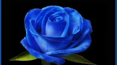 A Una Flor