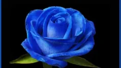A Una Flor