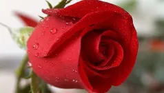 A Una Rosa