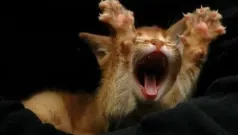Adopción del gato errante