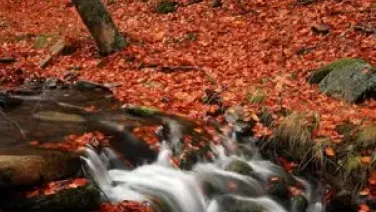 Cancion De Otoño En Primavera