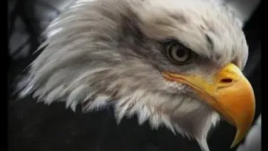 Como el águila