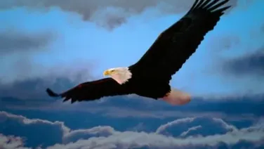 Como un águila...