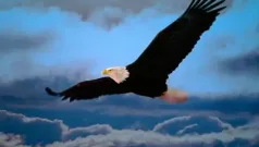 Como un águila...