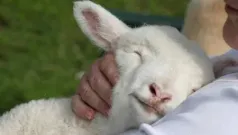 Corderito