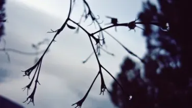 Dos poemas acuáticos