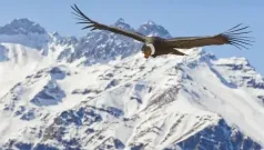 El Condor Y El Poeta