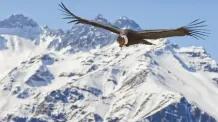 El Condor Y El Poeta