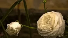 El soneto de rigor