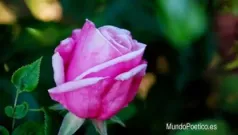 La belleza del verdadero amor