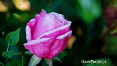 La belleza del verdadero amor