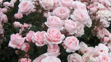 La inquietud del rosal