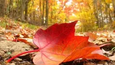 La invitación al otoño