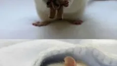 La rata