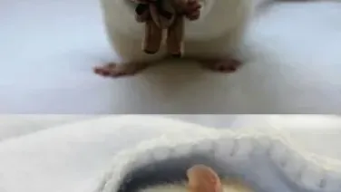 La rata
