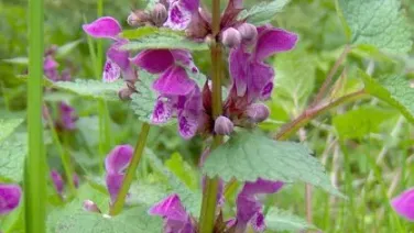 Lamium