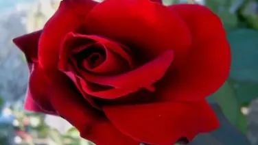 Las rosas