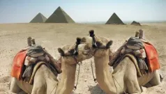 Los Camellos