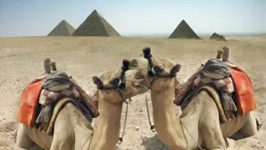Los Camellos