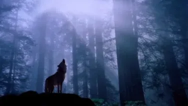 Los motivos del lobo
