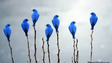 Los pájaros vinieron...