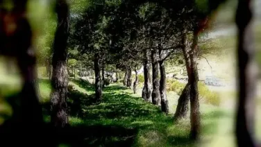 Madrigal exaltado
