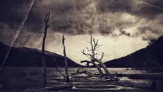 Naturaleza muerta