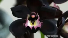 Orquídeas negras