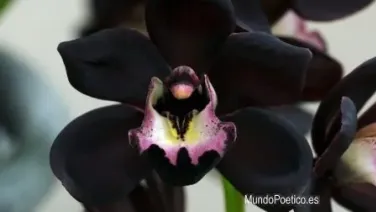 Orquídeas negras