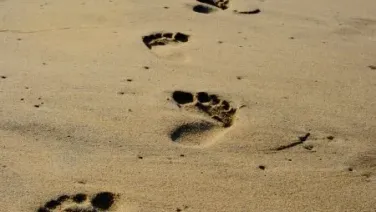 Paso