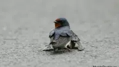 Pájaro herido