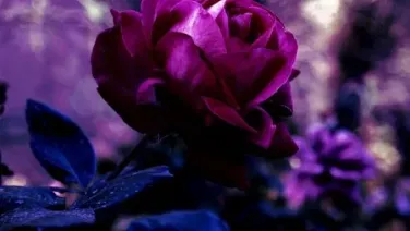 Petalos purpuras