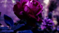 Petalos purpuras