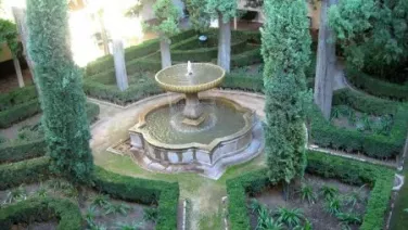 Planta tuya