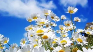Por el influjo de la primavera...