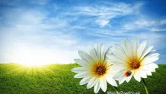 Primavera