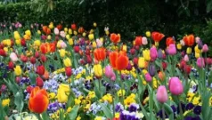 Quejosas, Dorotea, están las flores