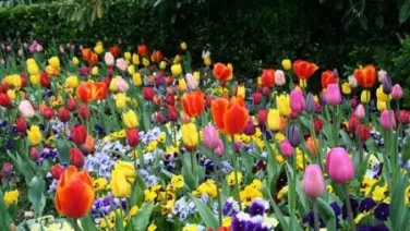 Quejosas, Dorotea, están las flores