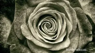 Rosa del recuerdo