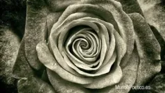 Rosa del recuerdo