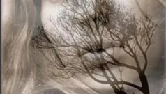 Rostro de vos