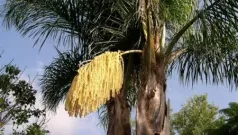Vierte racimos la gloriosa palma