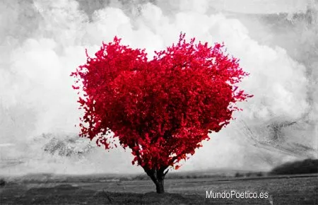 Amor